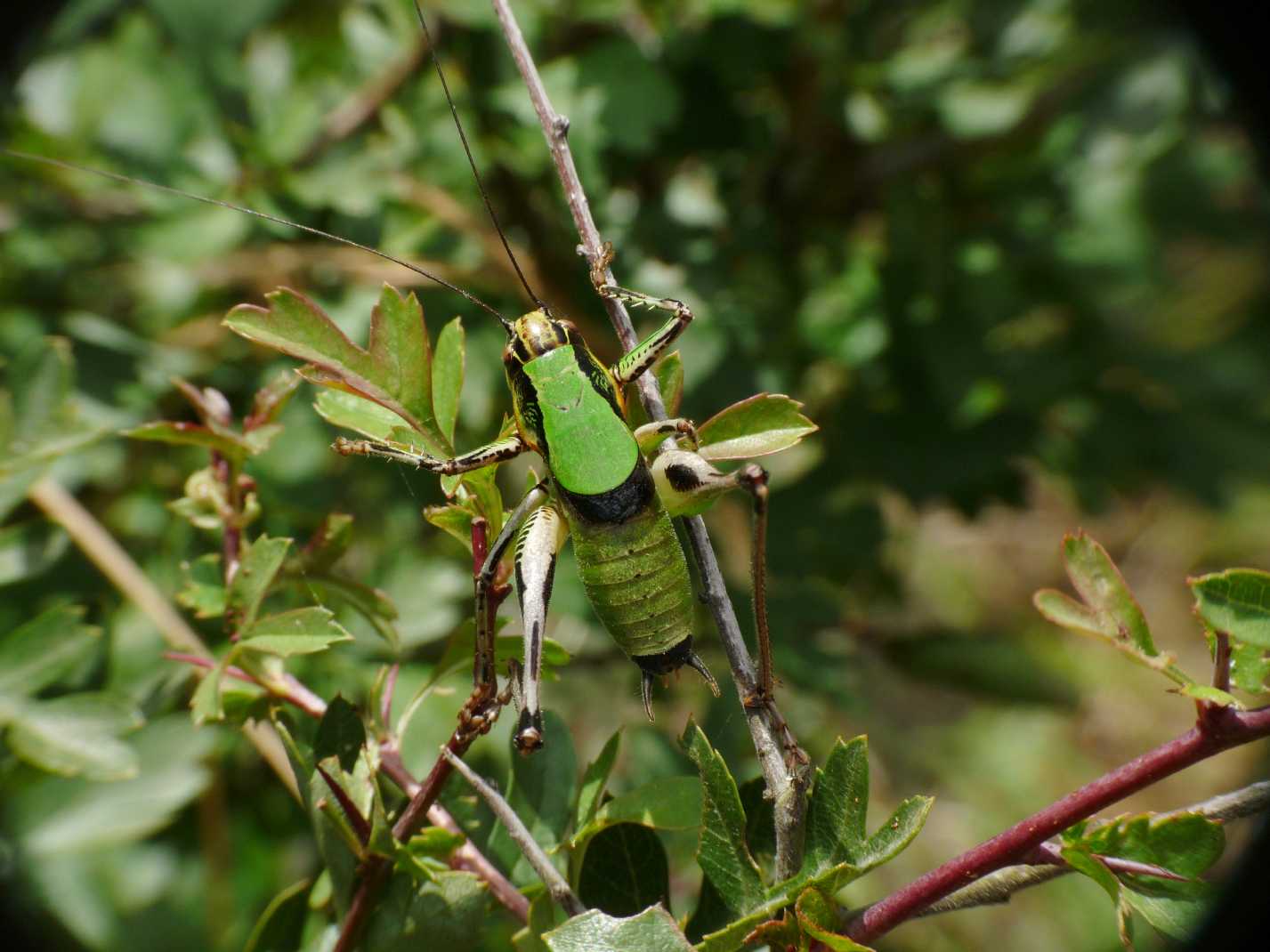 Eupholidoptera dalla pancia arancio: E. cf. m. magnifica